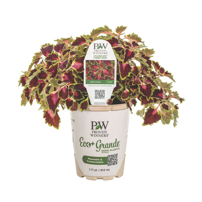 ColorBlaze® Cherry Drop Coleus (scutellarioides)
