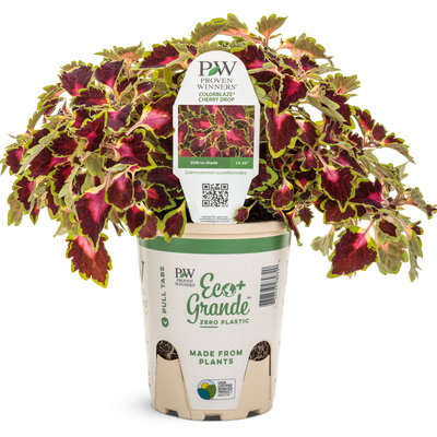 ColorBlaze Cherry Drop Coleus in container.