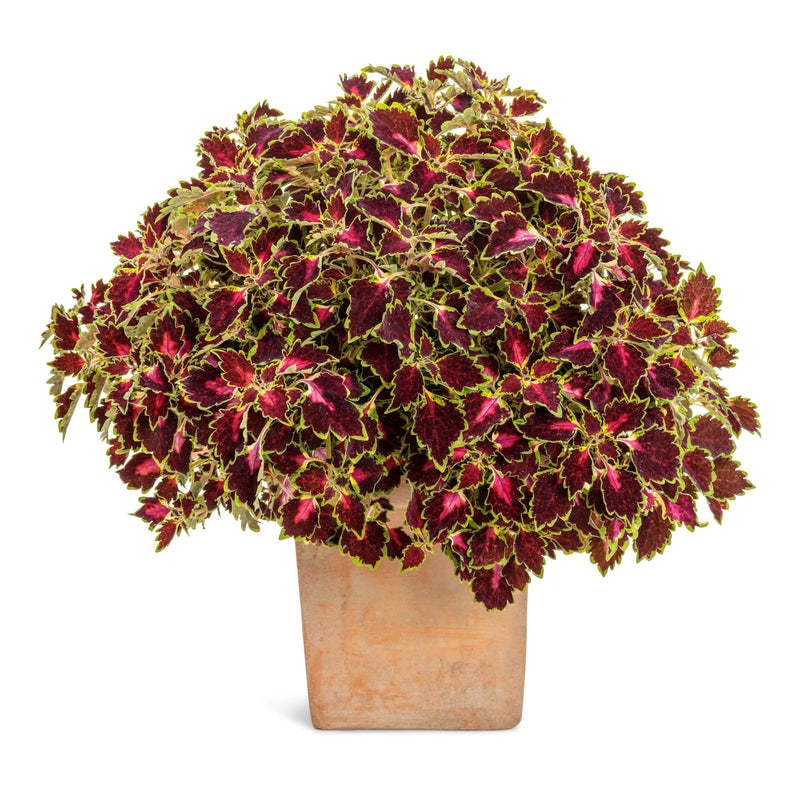 ColorBlaze® Cherry Drop Coleus (scutellarioides)