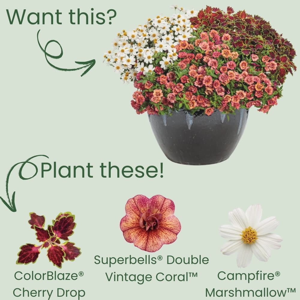 Coleus | ColorBlaze® Cherry Drop | Proven Winners® Annuals