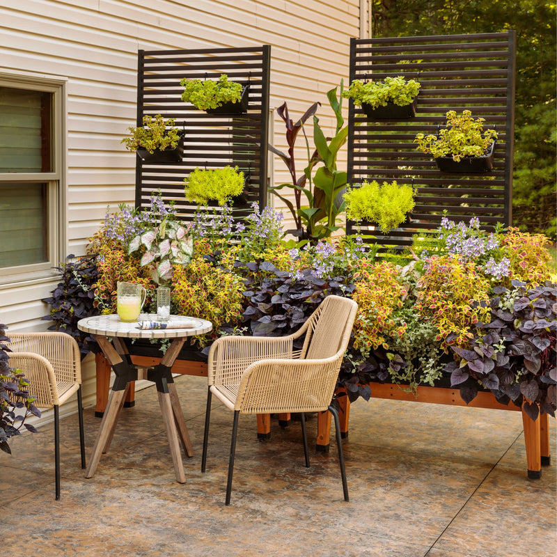 ColorBlaze® Cherry Drop Coleus (scutellarioides)