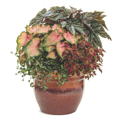 ColorBlaze® Cherry Drop Coleus (scutellarioides)
