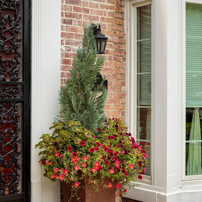 ColorBlaze Cherry Drop ColorBlaze Cherry Drop Coleus in use.