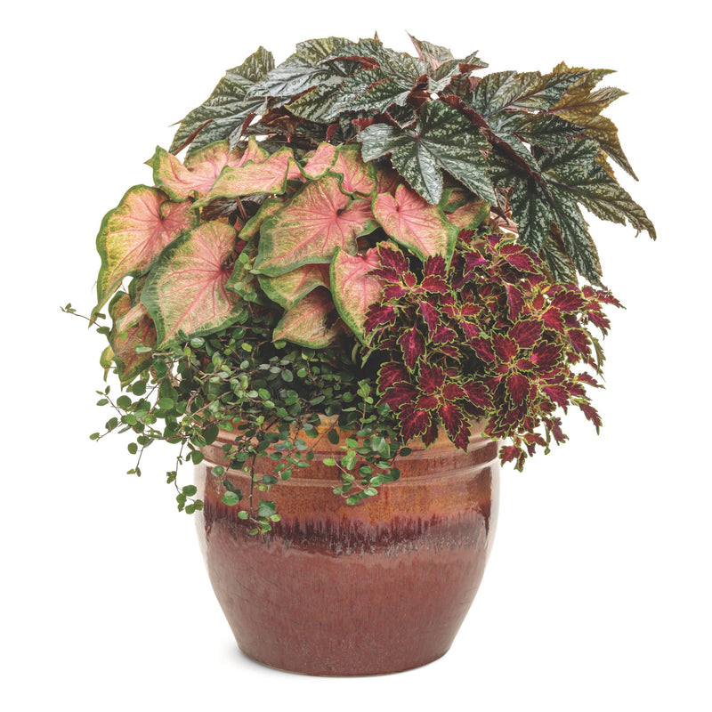 ColorBlaze® Cherry Drop Coleus (scutellarioides)