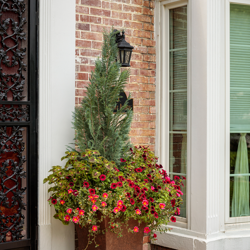 ColorBlaze Cherry Drop ColorBlaze Cherry Drop Coleus in use.