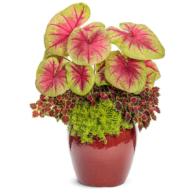 ColorBlaze® Cherry Drop Coleus (scutellarioides)