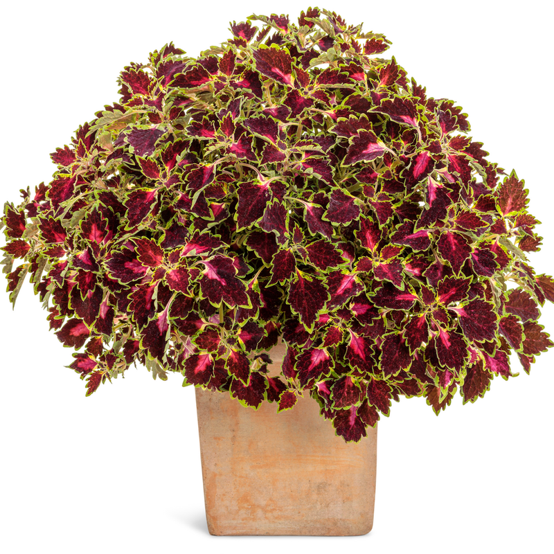 ColorBlaze Cherry Drop Coleus in use.