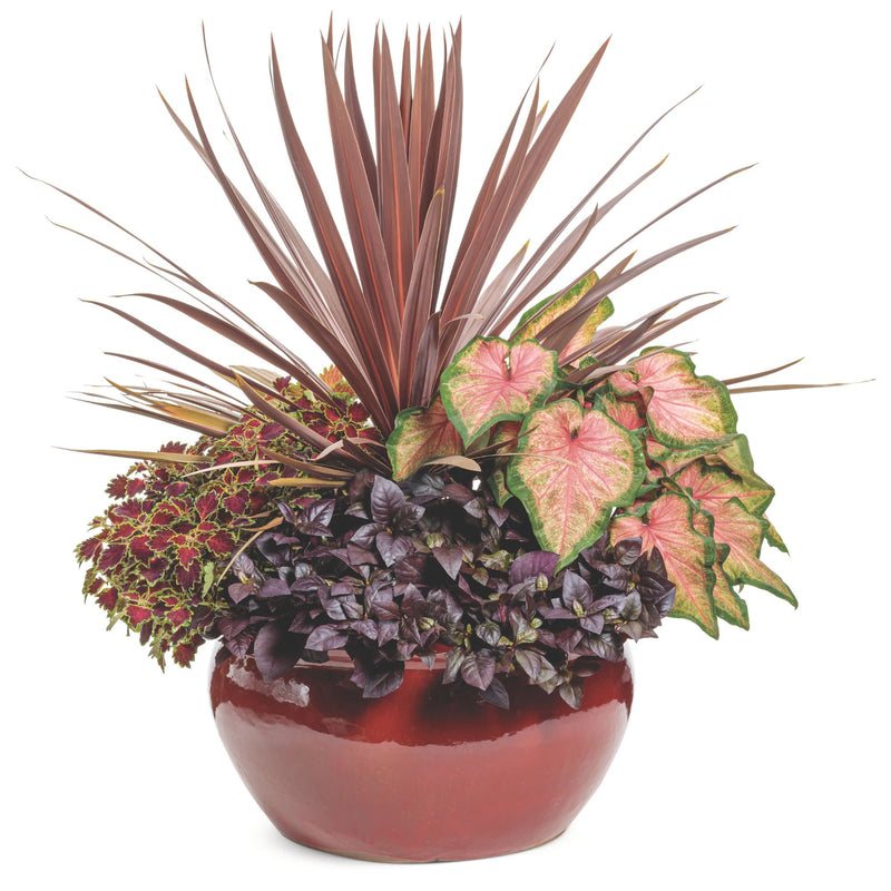 ColorBlaze® Cherry Drop Coleus (scutellarioides)