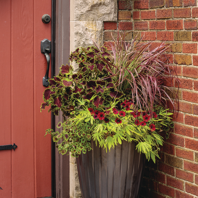 ColorBlaze Cherry Drop Coleus in use.