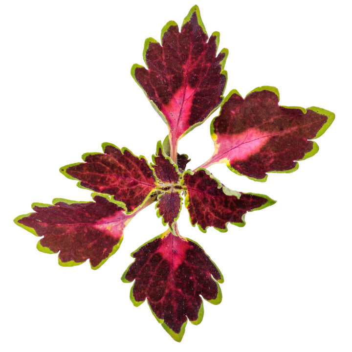 ColorBlaze® Cherry Drop Coleus (scutellarioides)