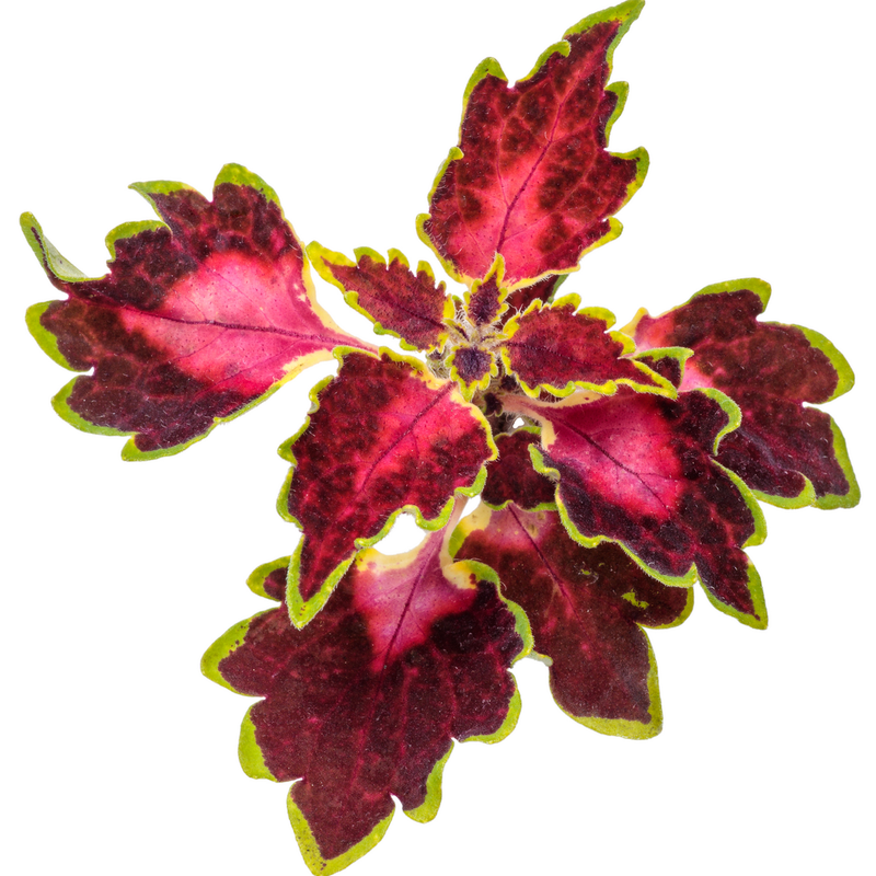 ColorBlaze Cherry Drop Coleus in macro.