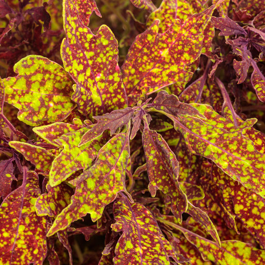 ColorBlaze® Pepper Flakes™ Coleus (scutellarioides) | Proven Winners® New Variety 2027