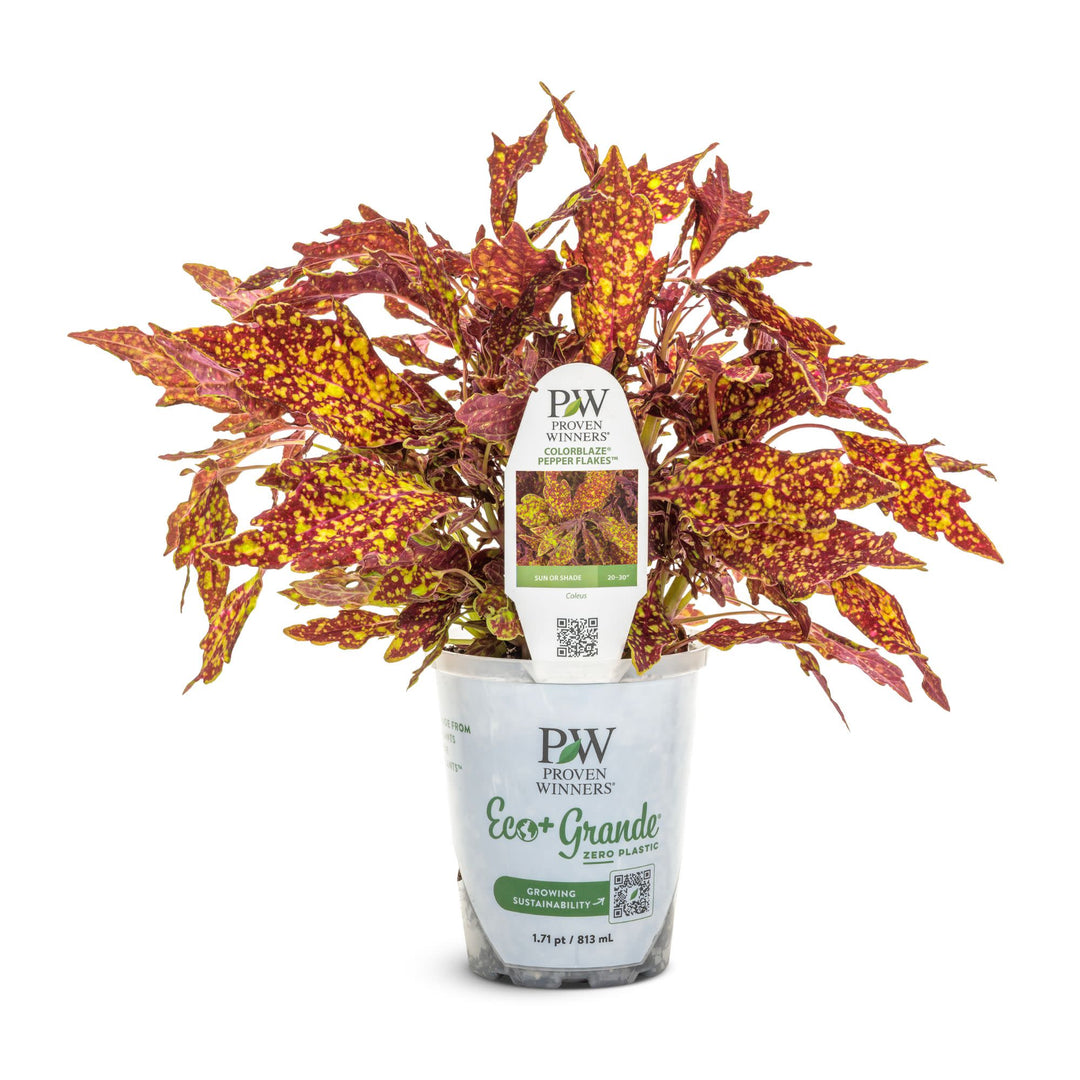 ColorBlaze® Pepper Flakes™ Coleus (scutellarioides) | Proven Winners® New Variety 2027