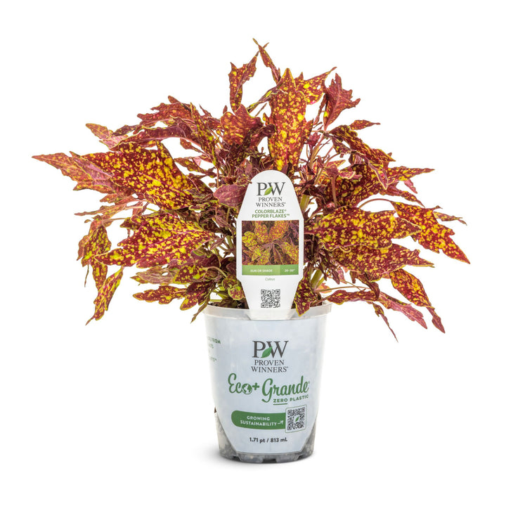 ColorBlaze® Pepper Flakes™ Coleus (scutellarioides) | Proven Winners® New Variety 2027