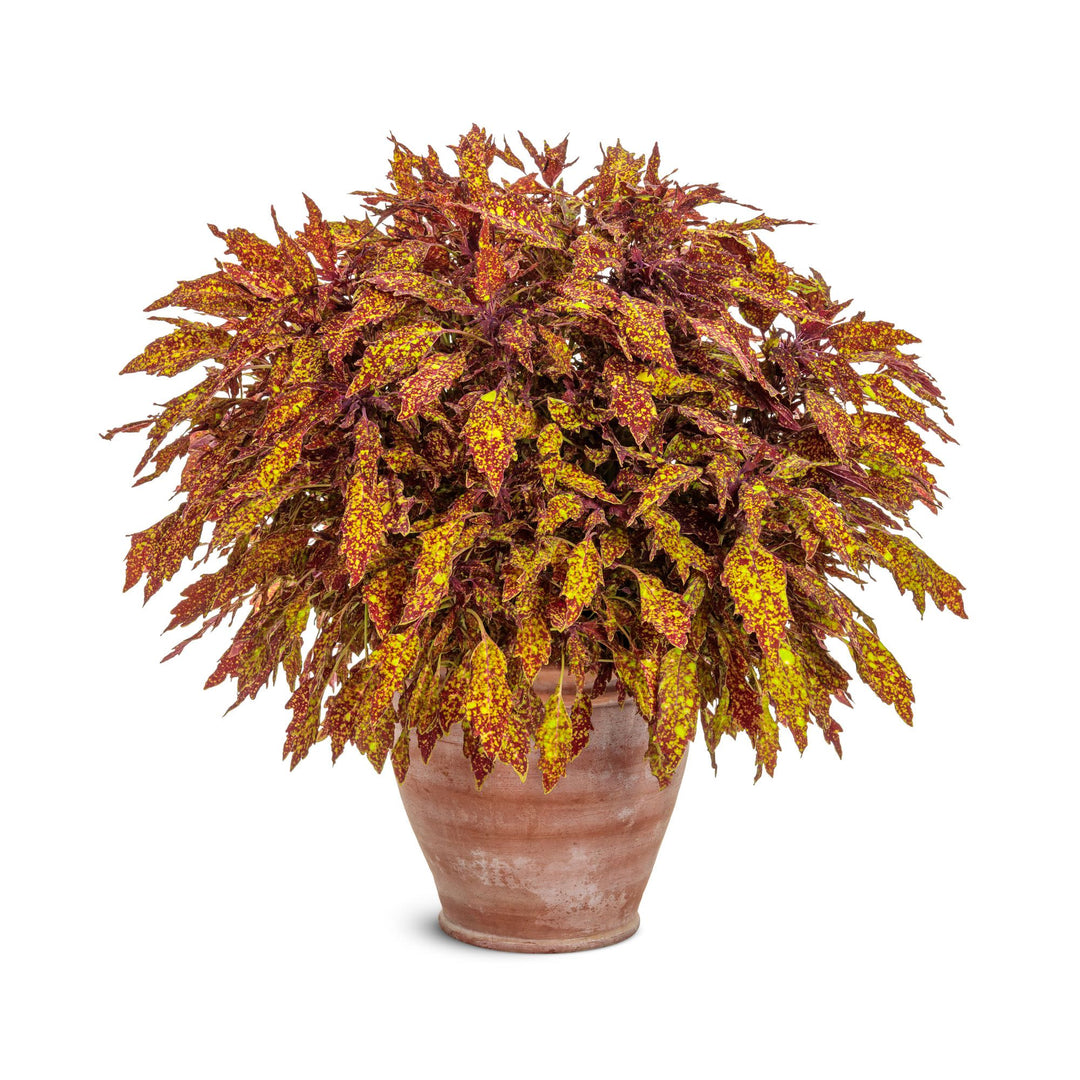 ColorBlaze® Pepper Flakes™ Coleus (scutellarioides) | Proven Winners® New Variety 2027