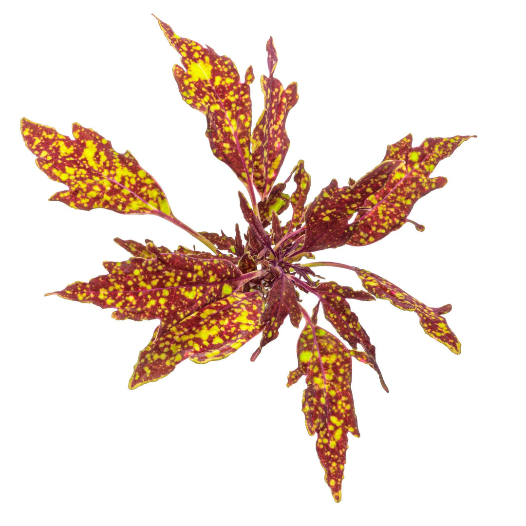 ColorBlaze® Pepper Flakes™ Coleus (scutellarioides) | Proven Winners® New Variety 2027