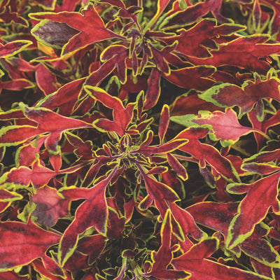 ColorBlaze® Mini Me™ Watermelon Coleus (scutellarioides)