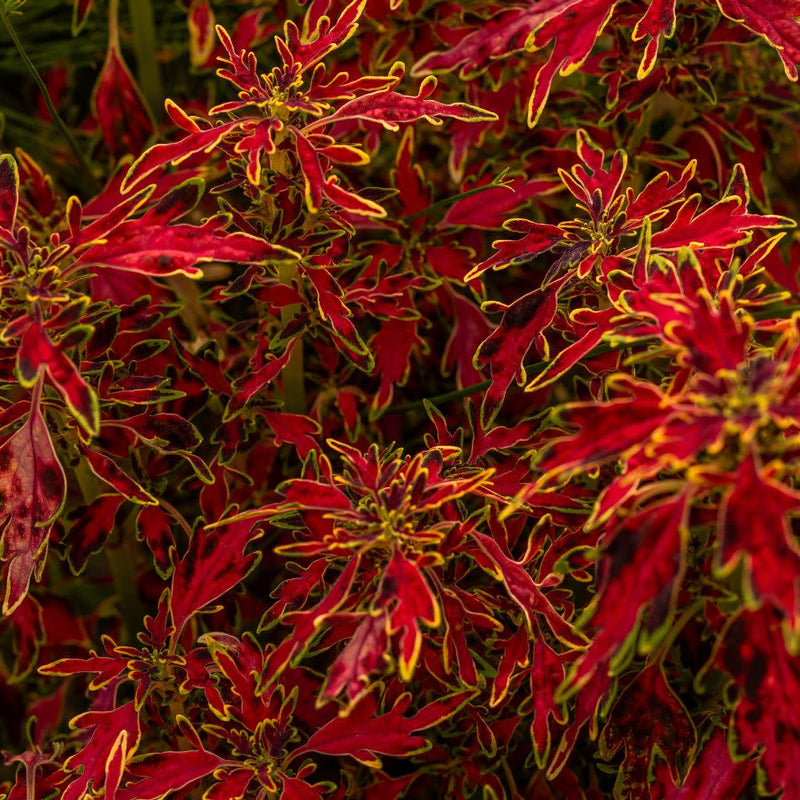 ColorBlaze® Mini Me™ Watermelon Coleus (Coleus scutellarioides)