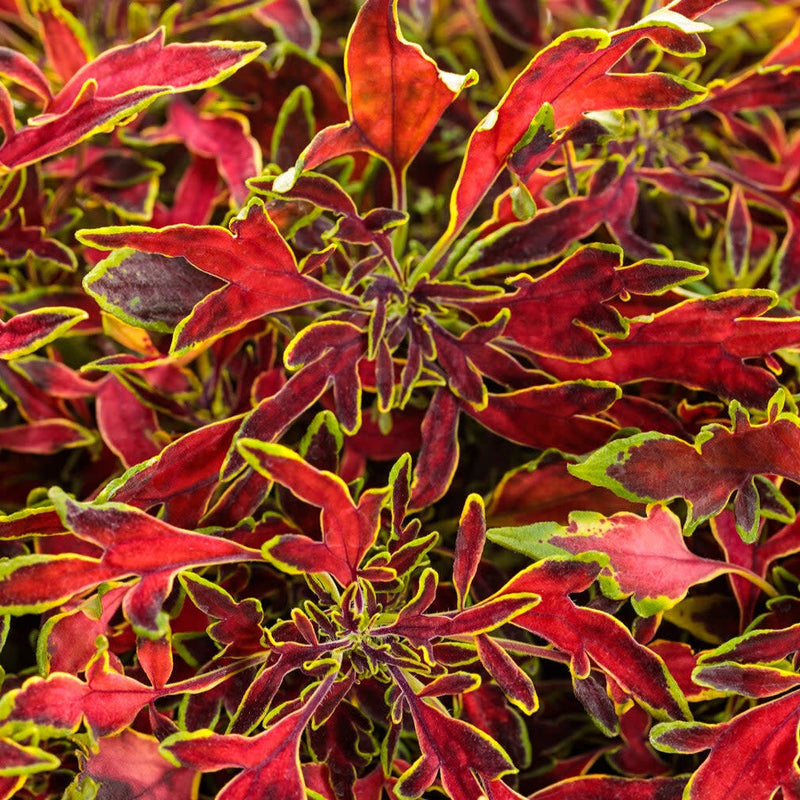 ColorBlaze Mini Me Watermelon Coleus up close.