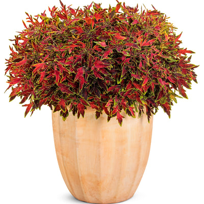 ColorBlaze® Mini Me™ Watermelon Coleus (Coleus scutellarioides)