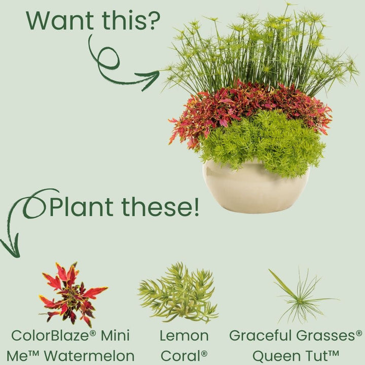 ColorBlaze® Mini Me™ Watermelon Coleus (scutellarioides)