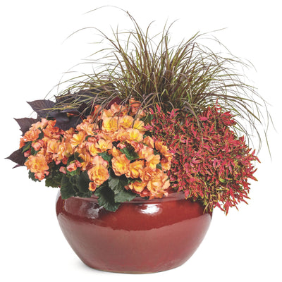 ColorBlaze® Mini Me™ Watermelon Coleus (scutellarioides)