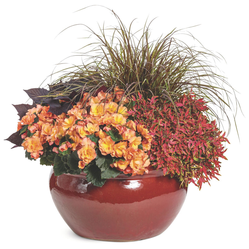 ColorBlaze® Mini Me™ Watermelon Coleus (scutellarioides)