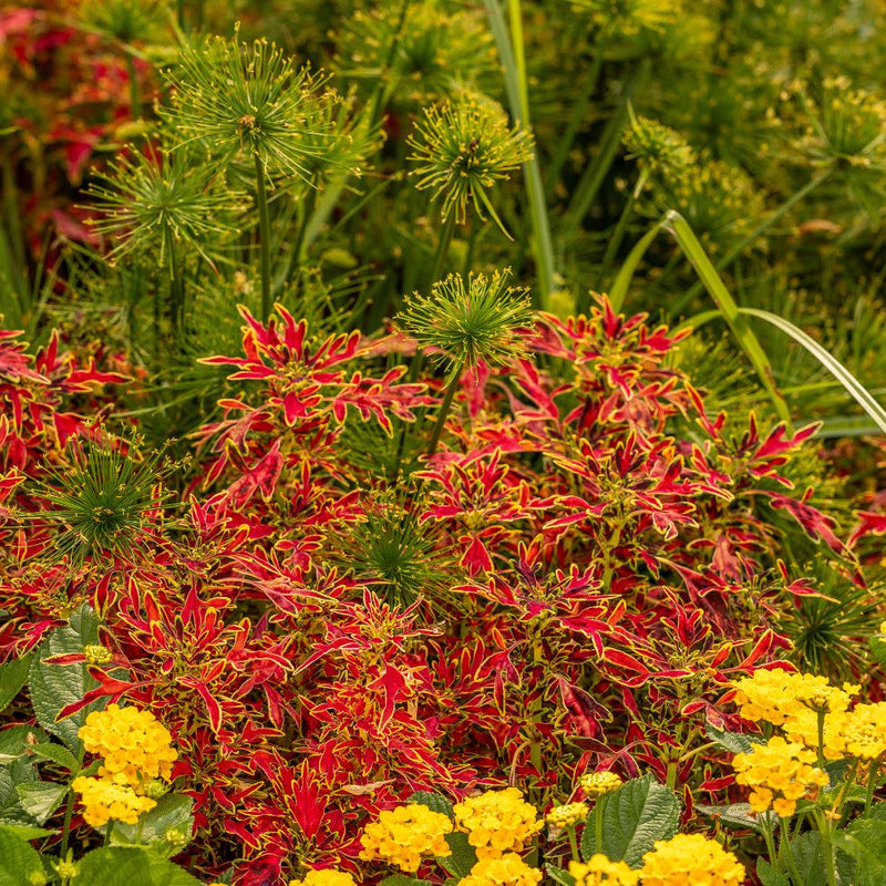 ColorBlaze® Mini Me™ Watermelon Coleus (Coleus scutellarioides)