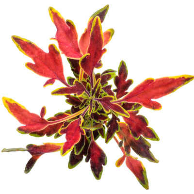 ColorBlaze® Mini Me™ Watermelon Coleus (Coleus scutellarioides)