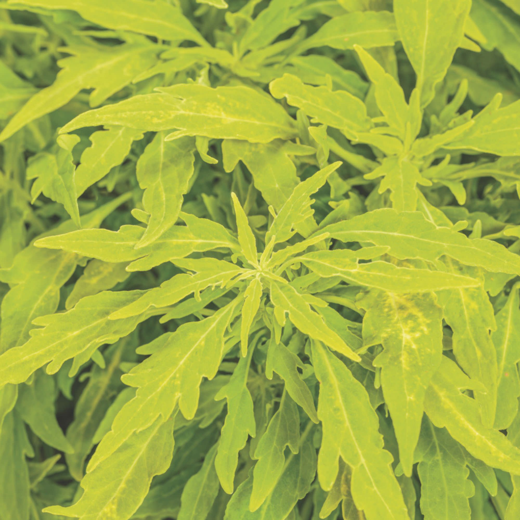 flowermemoryページ Coleus | ColorBlaze® Mini Me™ Chartreuse | Proven Winners® Annuals
