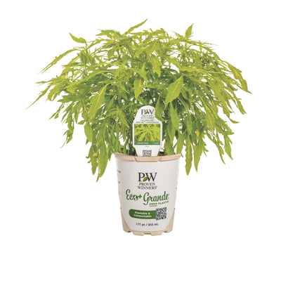 ColorBlaze® Mini Me™ Chartreuse Coleus (scutellarioides)