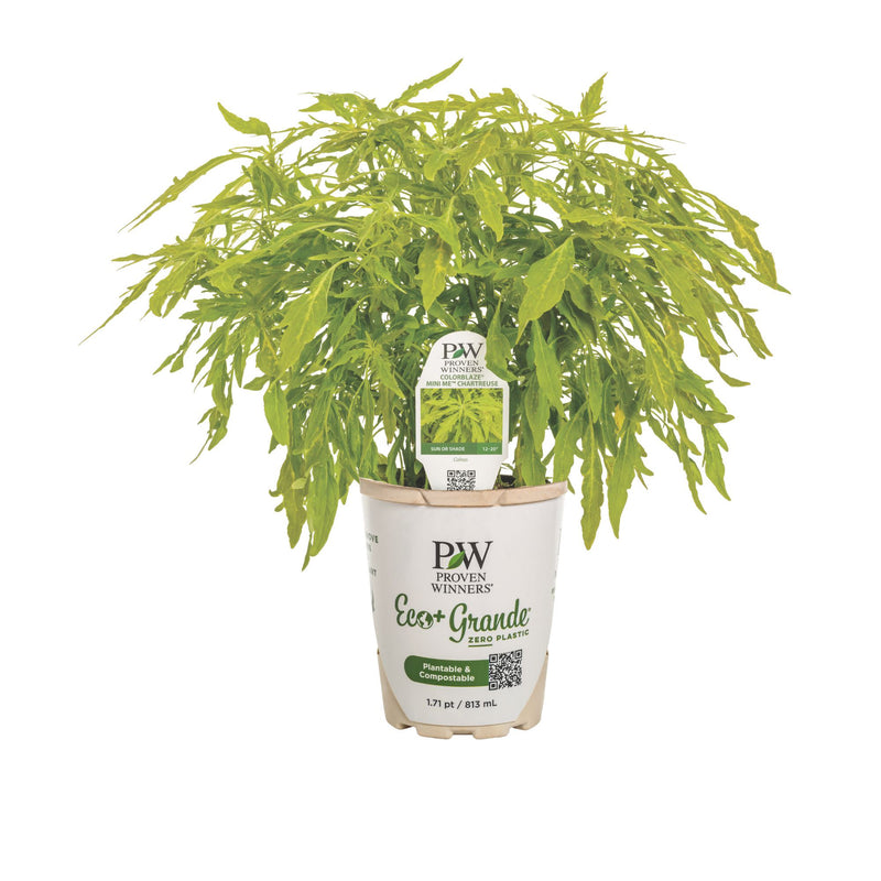 ColorBlaze® Mini Me™ Chartreuse Coleus (scutellarioides)
