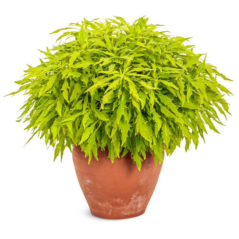 ColorBlaze® Mini Me™ Chartreuse Coleus (scutellarioides)