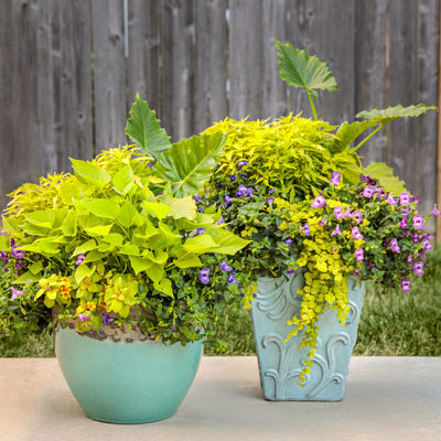 ColorBlaze® Mini Me™ Chartreuse Coleus (scutellarioides)