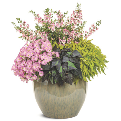 ColorBlaze® Mini Me™ Chartreuse Coleus (scutellarioides)