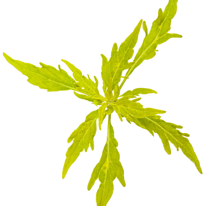 ColorBlaze® Mini Me™ Chartreuse Coleus (scutellarioides)