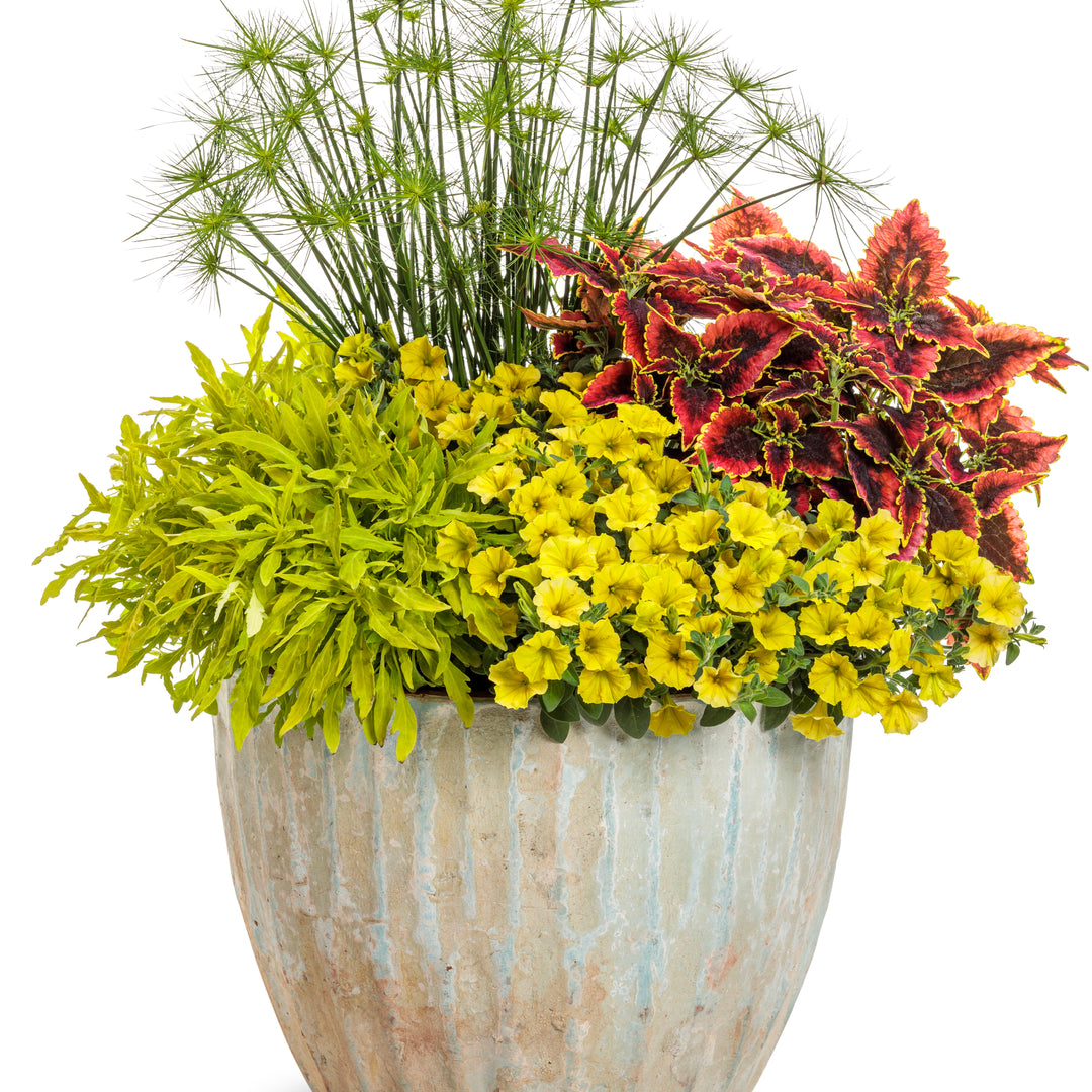 ColorBlaze® Mini Me™ Chartreuse Coleus (scutellarioides)