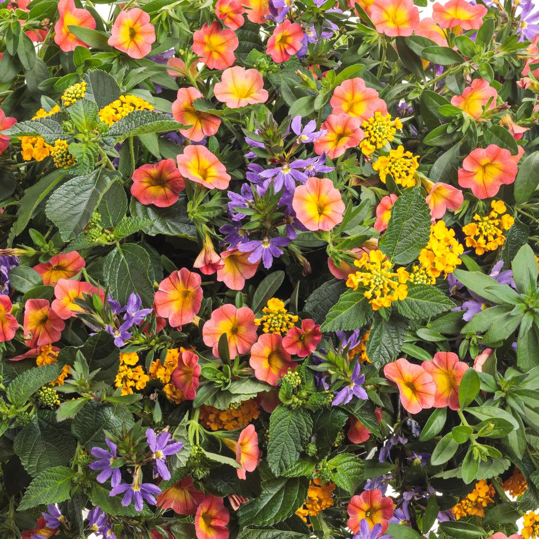 Combination | 6.5 Inch 'Sunshine State' | Proven Winners