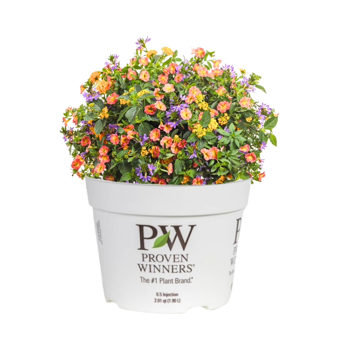 Combination | 6.5 Inch 'Sunshine State' | Proven Winners
