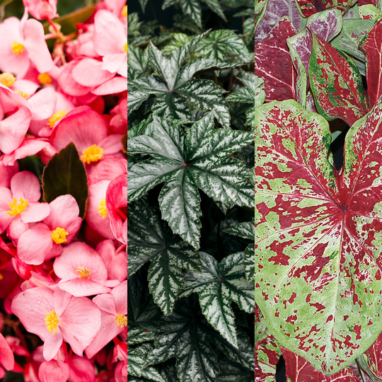 30 Second Planter™ Gentle Blush