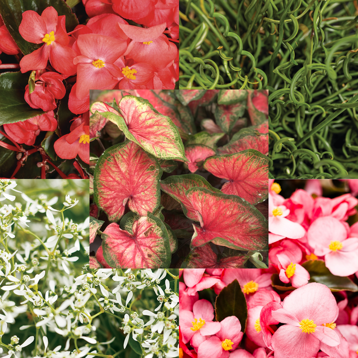 30 Second Planter™ Coming Up Roses