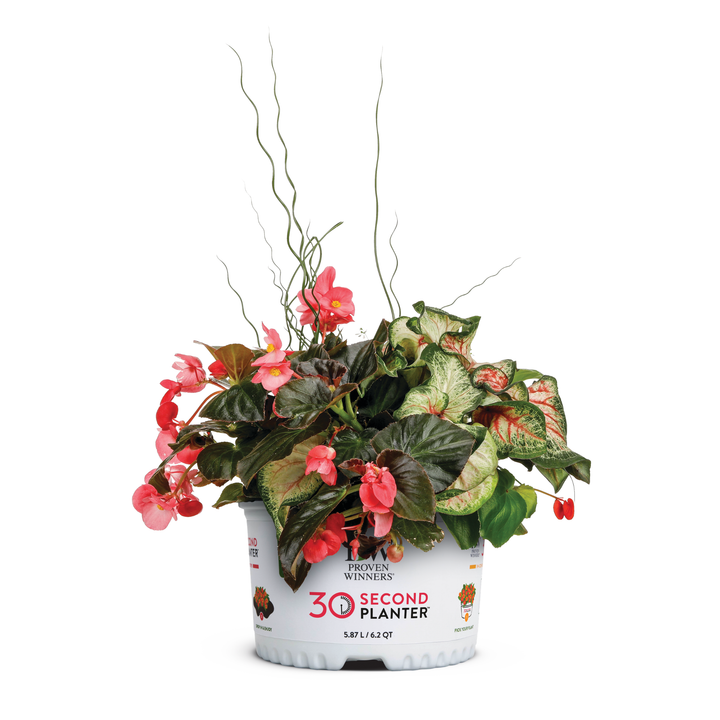 30 Second Planter™ Coming Up Roses