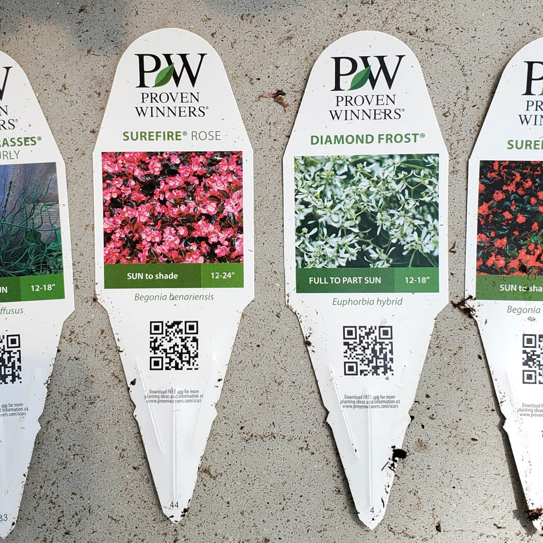 Coming Up Roses Coming Up Roses detailed plant packaging.