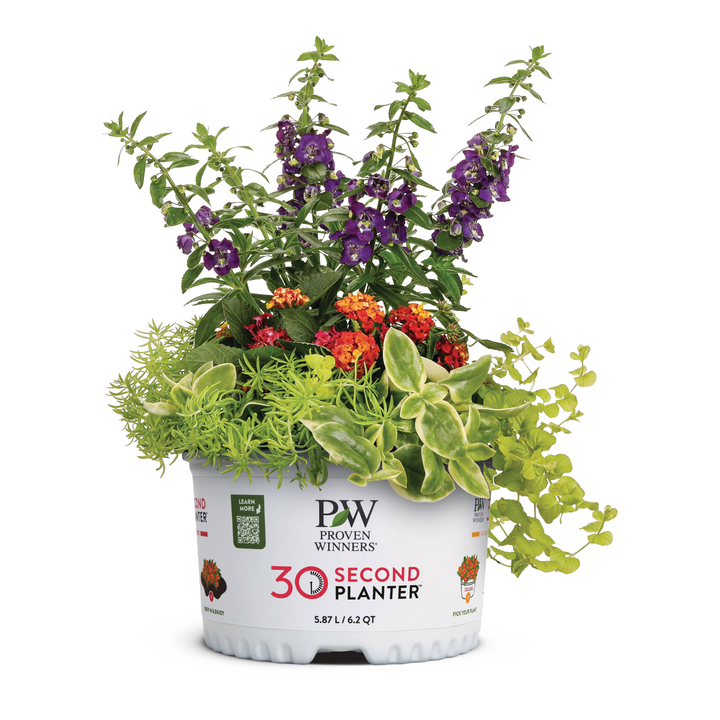 30 Second Planter™ Juneberry