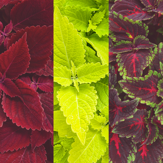 Spring Coleus Mix 6.5 Inch Combination