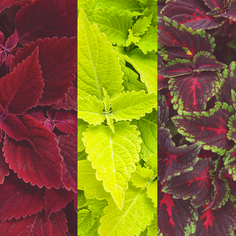 Spring Coleus Mix up close.