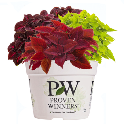 Spring Coleus Mix in container.