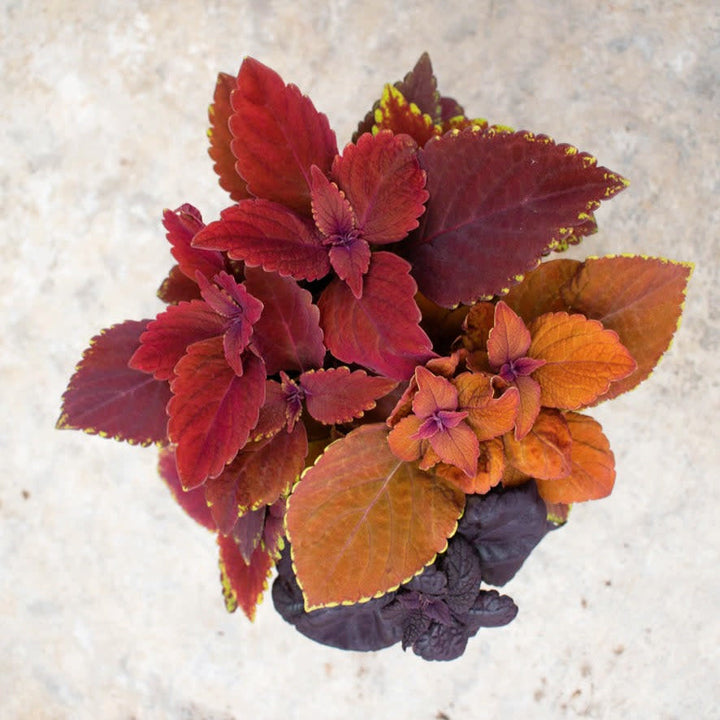 Fall Coleus Mix Fall Coleus Mix up close.