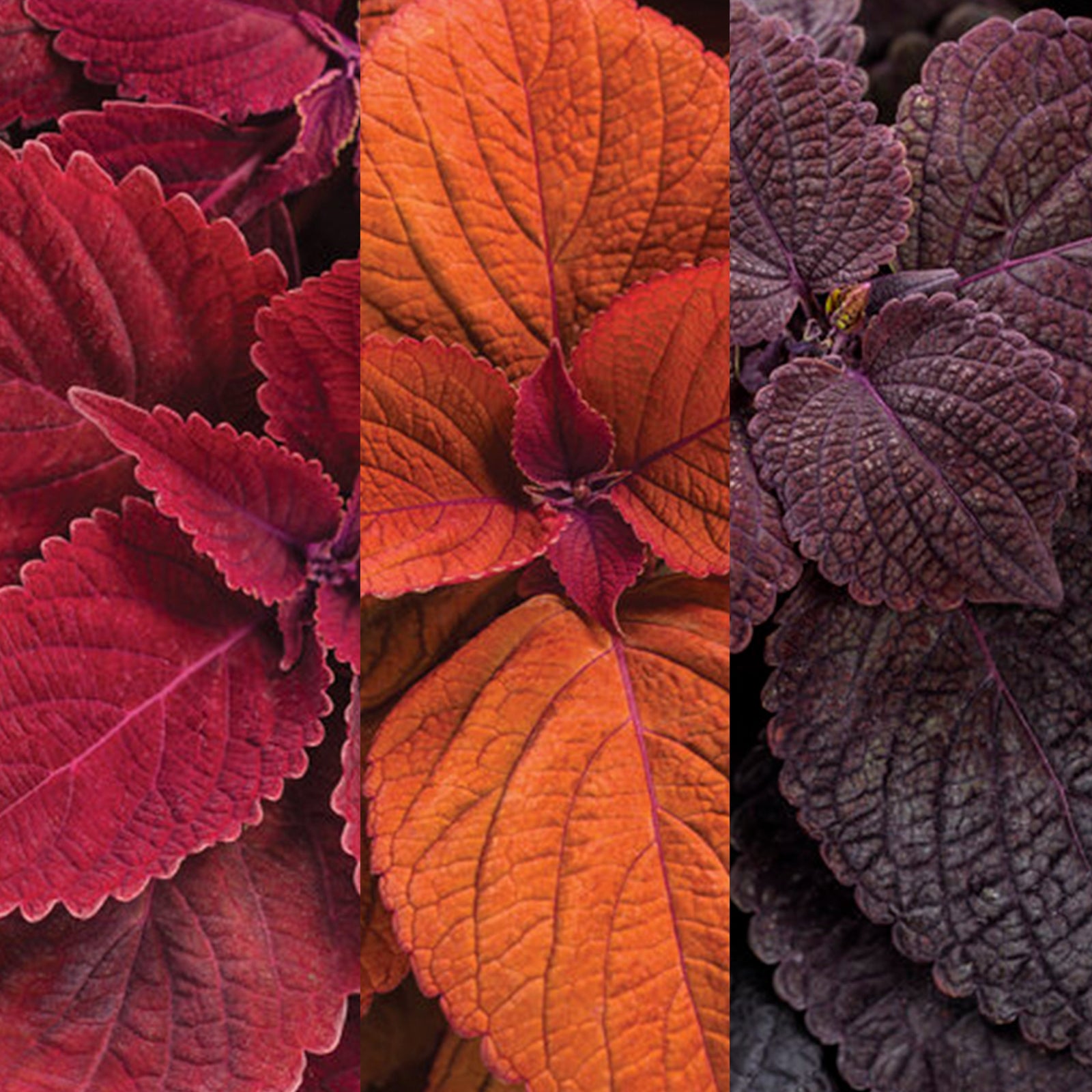 Fall Coleus Mix up close.