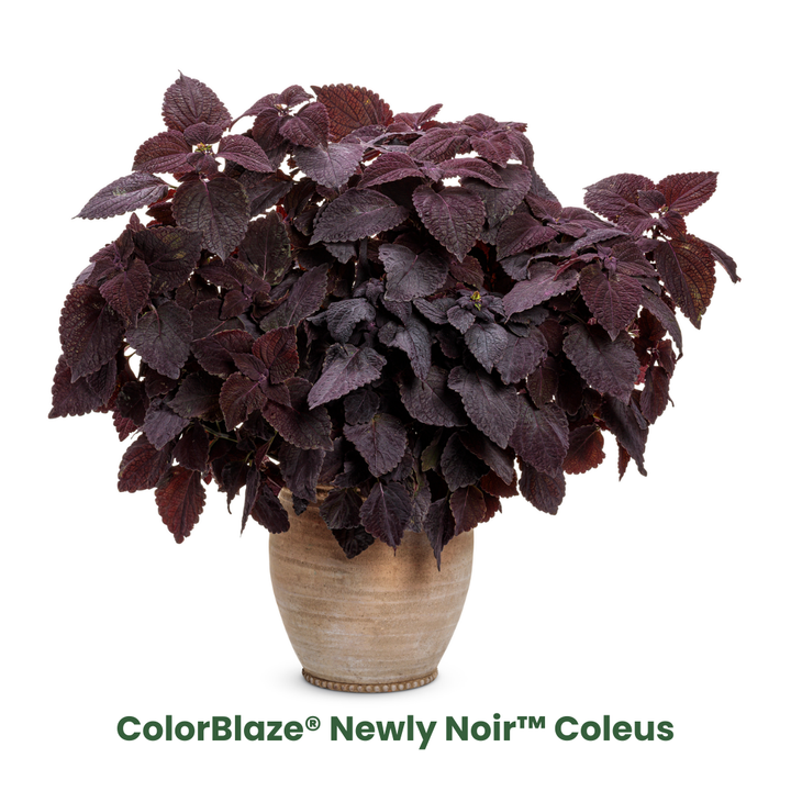 Fall Coleus Mix Fall Coleus Mix in container.